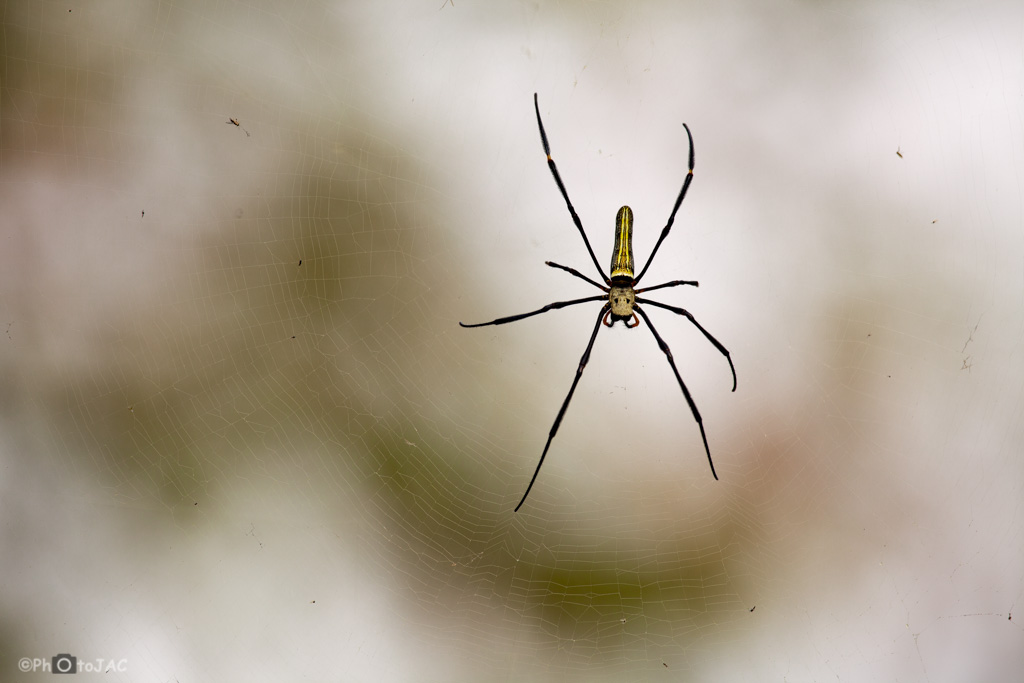 Laos. Gran araña en las proximidades de Luang Prabang.