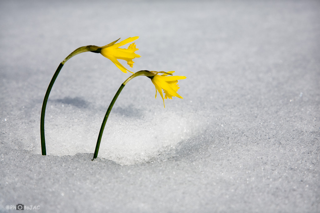 Narcisos (Narcissus asturiensis) surgiendo de la nieve en las Lagunas de Tablado. Degaña. Asturias.