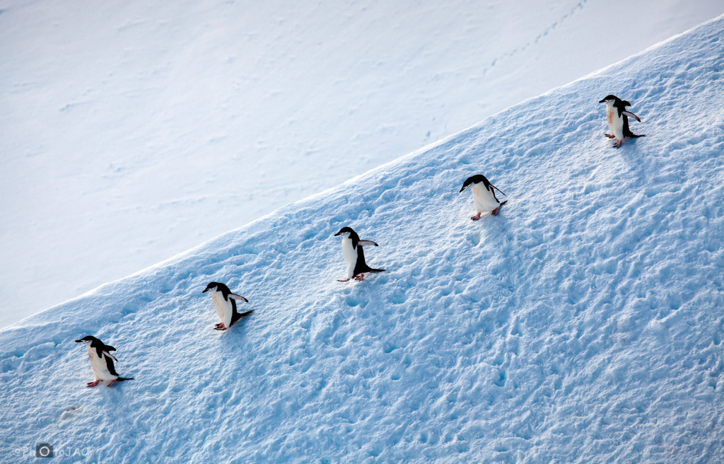 Antártida. Pingüinos bajan en fila por una ladera con nieve sólida.